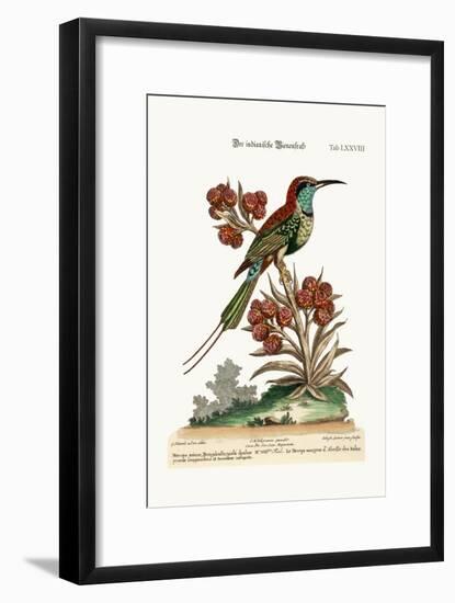 The Indian Bee-Eater, 1749-73-George Edwards-Framed Giclee Print