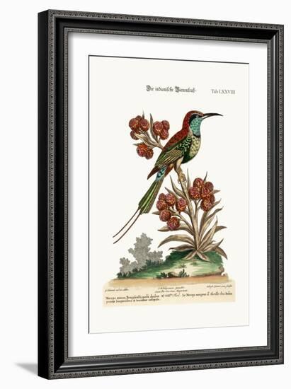 The Indian Bee-Eater, 1749-73-George Edwards-Framed Giclee Print