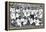 The Indian Hockey Team, Gold Medal Winners, Berlin Olympics, 1936-null-Framed Premier Image Canvas