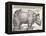 The Indian Rhinoceros is the Largest of the Asian Spiecies-Albrecht Dürer-Framed Premier Image Canvas