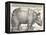 The Indian Rhinoceros is the Largest of the Asian Spiecies-Albrecht Dürer-Framed Premier Image Canvas