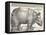 The Indian Rhinoceros is the Largest of the Asian Spiecies-Albrecht Dürer-Framed Premier Image Canvas