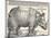 The Indian Rhinoceros is the Largest of the Asian Spiecies-Albrecht Dürer-Mounted Photographic Print