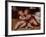 The Infant Christ with the Infant St John the Baptist-Quentin Massys or Metsys-Framed Giclee Print