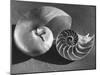 The Interior Design of the Shell-Fritz Goro-Mounted Photographic Print