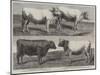 The International Cattle Show at Poissy-Harrison William Weir-Mounted Giclee Print