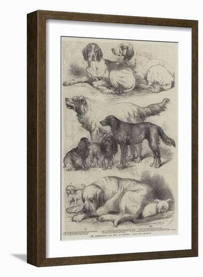 The International Dog Show at Islington, Prize Dogs-Harrison William Weir-Framed Giclee Print