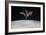 The International Space Station in Orbit Above Earth-null-Framed Photographic Print