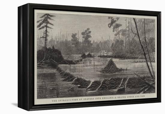 The Introduction of Beavers into England, a Beaver Lodge and Dam-null-Framed Premier Image Canvas