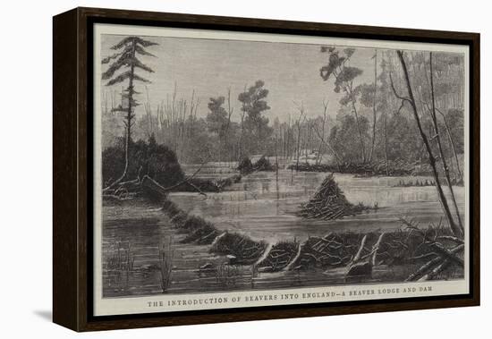 The Introduction of Beavers into England, a Beaver Lodge and Dam-null-Framed Premier Image Canvas