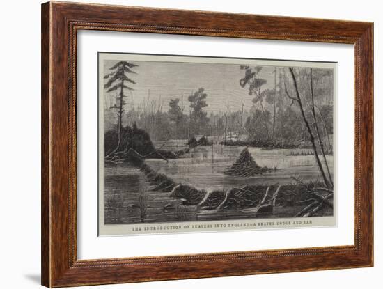 The Introduction of Beavers into England, a Beaver Lodge and Dam-null-Framed Giclee Print