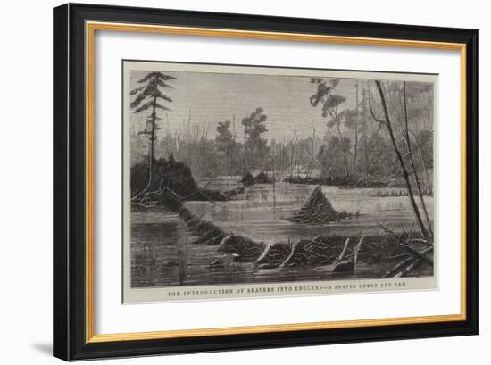 The Introduction of Beavers into England, a Beaver Lodge and Dam-null-Framed Giclee Print