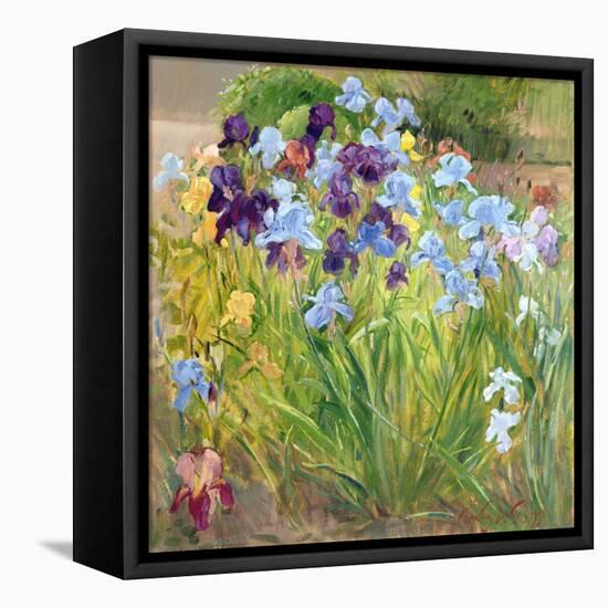 The Iris Bed, Bedfield, 1996-Timothy Easton-Framed Premier Image Canvas