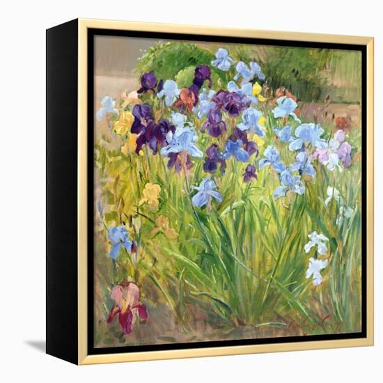 The Iris Bed, Bedfield, 1996-Timothy Easton-Framed Premier Image Canvas