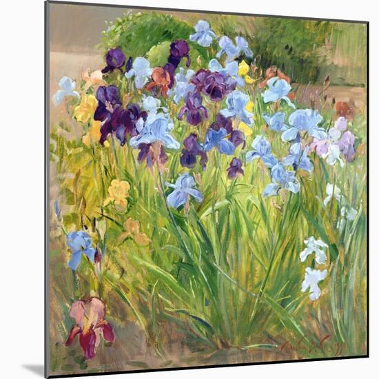 The Iris Bed, Bedfield, 1996-Timothy Easton-Mounted Giclee Print