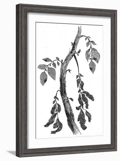 The Irish Potato Famine. View of Diseased Potato Stem-null-Framed Art Print