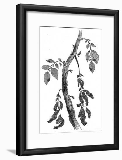 The Irish Potato Famine. View of Diseased Potato Stem-null-Framed Art Print