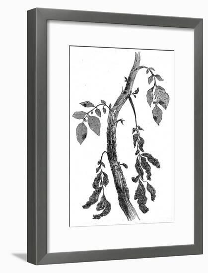 The Irish Potato Famine. View of Diseased Potato Stem-null-Framed Art Print