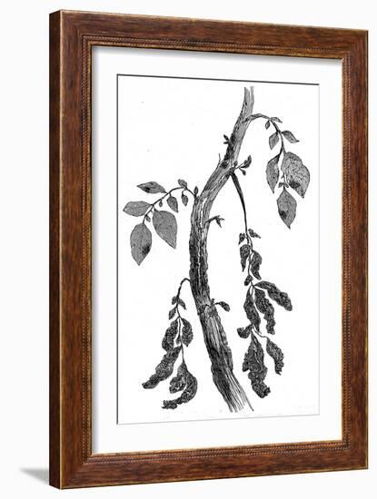 The Irish Potato Famine. View of Diseased Potato Stem-null-Framed Art Print