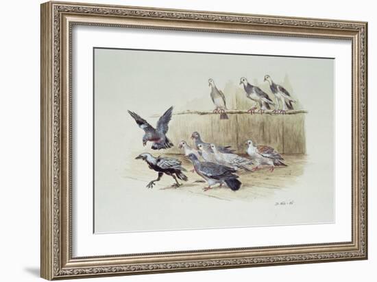 The Jackdaw and the Doves-Randolph Caldecott-Framed Giclee Print