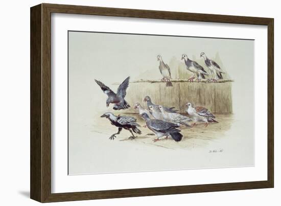 The Jackdaw and the Doves-Randolph Caldecott-Framed Giclee Print