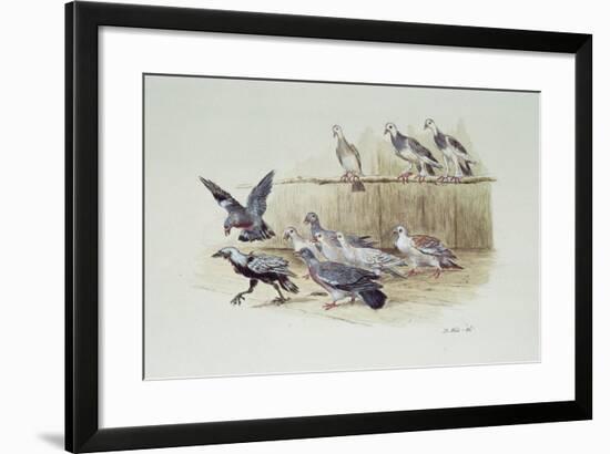 The Jackdaw and the Doves-Randolph Caldecott-Framed Giclee Print