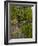 The Jardins Des Prebendes D'Oe, Tours, Indre Et Loire, Centre, France, Europe-Julian Elliott-Framed Photographic Print