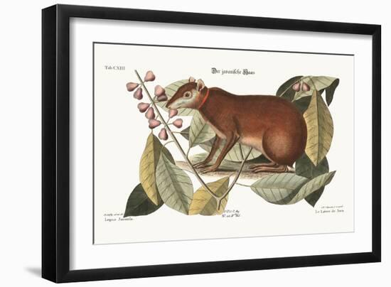 The Java Hare, 1749-73-Mark Catesby-Framed Giclee Print