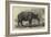 The Javan Rhinoceros (Rhinoceros Sondaicus) at the Zoological Gardens-null-Framed Giclee Print