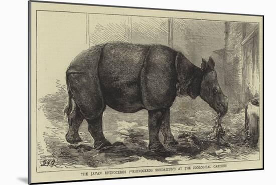The Javan Rhinoceros (Rhinoceros Sondaicus) at the Zoological Gardens-null-Mounted Giclee Print