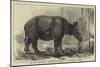 The Javan Rhinoceros (Rhinoceros Sondaicus) at the Zoological Gardens-null-Mounted Giclee Print