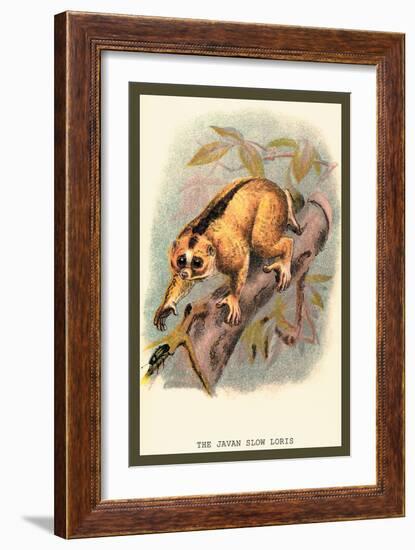 The Javan Slow Loris-Sir William Jardine-Framed Art Print