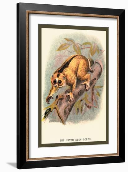 The Javan Slow Loris-Sir William Jardine-Framed Art Print