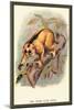 The Javan Slow Loris-Sir William Jardine-Mounted Art Print