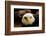 The Judge-Tim Kirwan-Framed Photographic Print