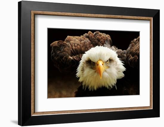 The Judge-Tim Kirwan-Framed Photographic Print