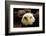 The Judge-Tim Kirwan-Framed Photographic Print