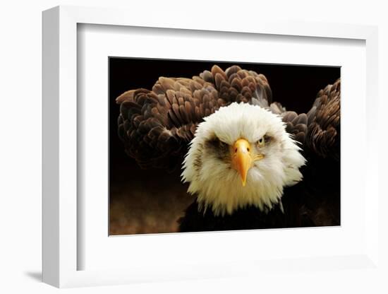 The Judge-Tim Kirwan-Framed Photographic Print