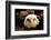 The Judge-Tim Kirwan-Framed Photographic Print