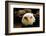 The Judge-Tim Kirwan-Framed Photographic Print