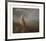 The Kangaroo from New Holland-George Stubbs-Framed Premium Giclee Print