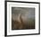 The Kangaroo from New Holland-George Stubbs-Framed Premium Giclee Print