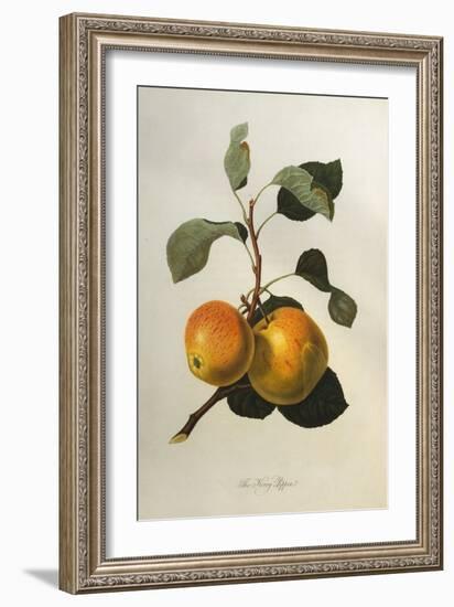 The Kerry Pippin, from 'Pomona Londinensis'-William Hooker-Framed Giclee Print