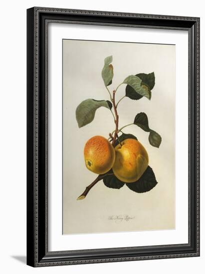 The Kerry Pippin, from 'Pomona Londinensis'-William Hooker-Framed Giclee Print