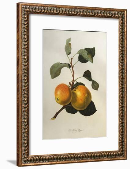 The Kerry Pippin, from 'Pomona Londinensis'-William Hooker-Framed Giclee Print