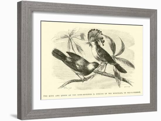 The King and Queen of the Gobe-Mouches, a Species of the Muscicapa or Fly-Catchers-Édouard Riou-Framed Giclee Print