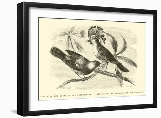 The King and Queen of the Gobe-Mouches, a Species of the Muscicapa or Fly-Catchers-Édouard Riou-Framed Giclee Print