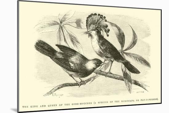 The King and Queen of the Gobe-Mouches, a Species of the Muscicapa or Fly-Catchers-Édouard Riou-Mounted Giclee Print