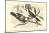 The King and Queen of the Gobe-Mouches, a Species of the Muscicapa or Fly-Catchers-Édouard Riou-Mounted Giclee Print