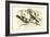 The King and Queen of the Gobe-Mouches, a Species of the Muscicapa or Fly-Catchers-Édouard Riou-Framed Giclee Print